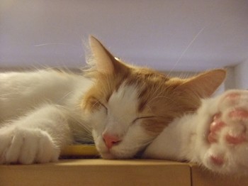 ねこ.jpg